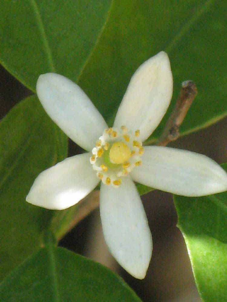               Flower (Dancy Weshart, Riverside, CA)       